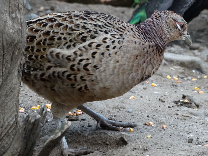 DSC04504 - Fazani 2015
