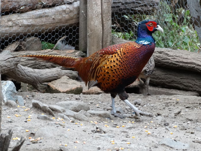 DSC04515 - Fazani 2015