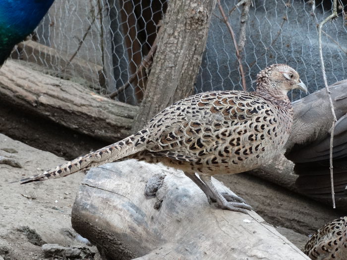DSC04484 - Fazani 2015