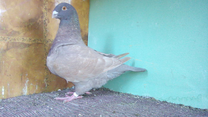 americani nou noiembrie 028