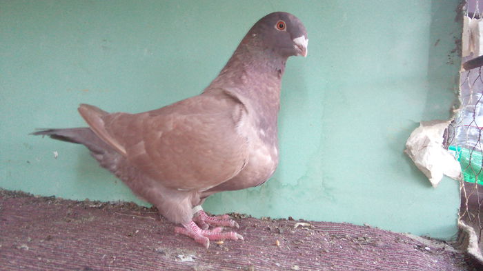 americani nou noiembrie 029