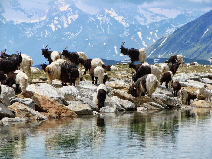 Asta peisaj  de munte in Alpi