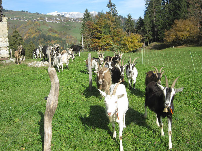 Mergem la pascut