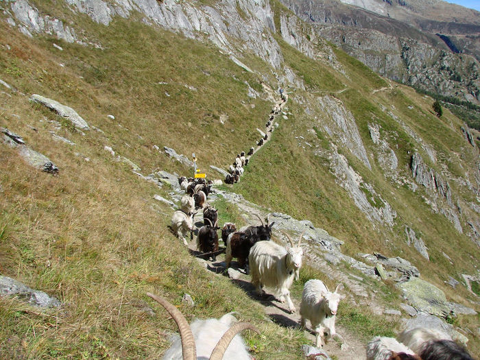 Munti frumosi si capre frumoase-6