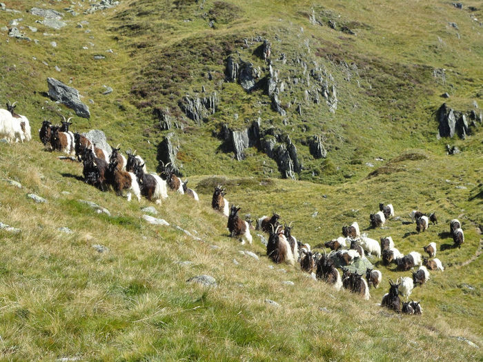 Numai capre Walliser-95