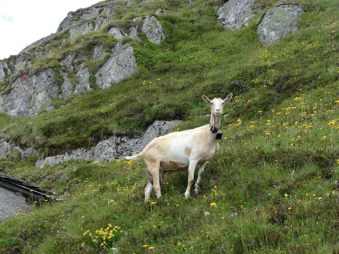 Uger frumos de capra de lapte