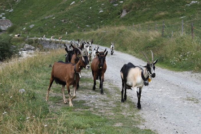 Venim de la pascut-l43