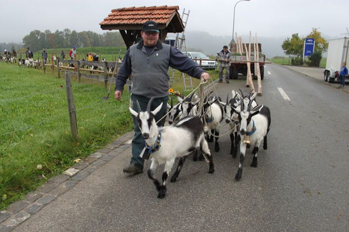 Venim si noi degraba