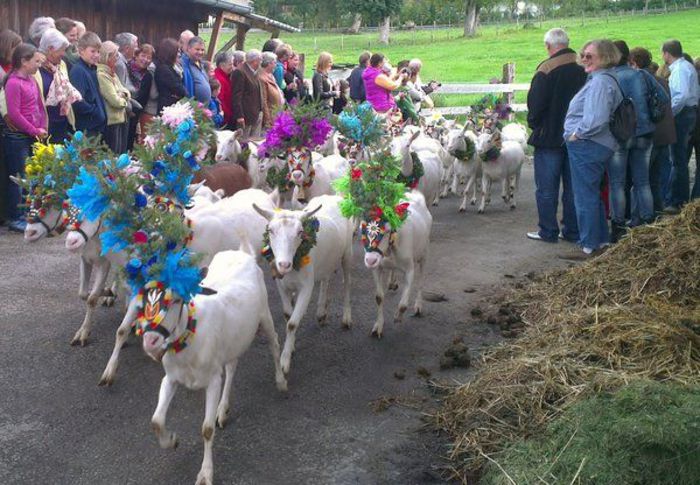 Vin impodobite caprele