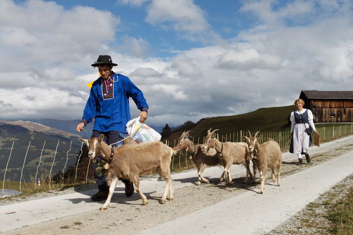 Vine si Toggenburgul