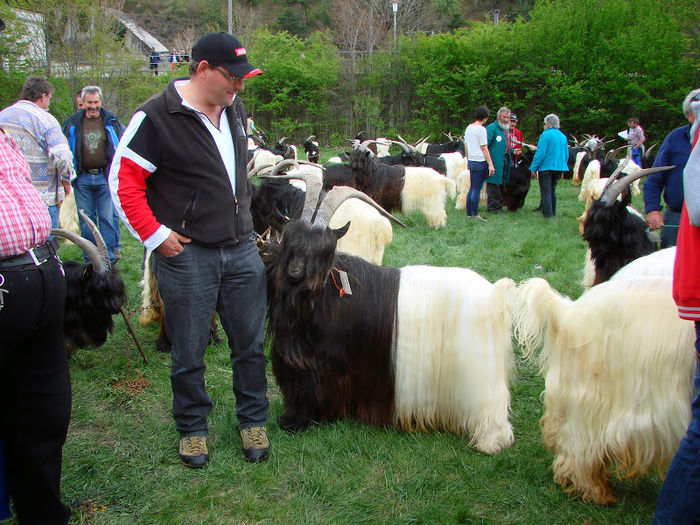 Walliser deosebiti-xx4 - RASE DE OI SI CAPRE-POZE DEOSEBITE 9