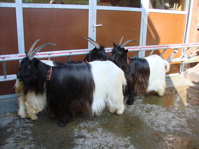 Walliser pieptanati-b76 - RASE DE OI SI CAPRE-POZE DEOSEBITE 9