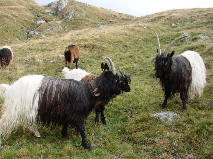 Walliser si Alpine-k77 - RASE DE OI SI CAPRE-POZE DEOSEBITE 9