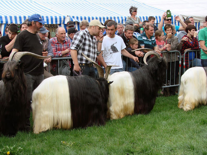 Walliserii la concurs-9y - RASE DE OI SI CAPRE-POZE DEOSEBITE 9