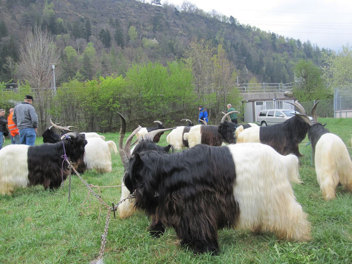 Walliserii la un targ-6hy