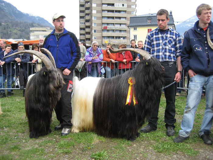 Walliserii premianti-9xs