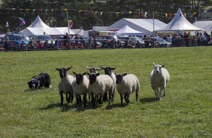 Cainele de intors englezesc