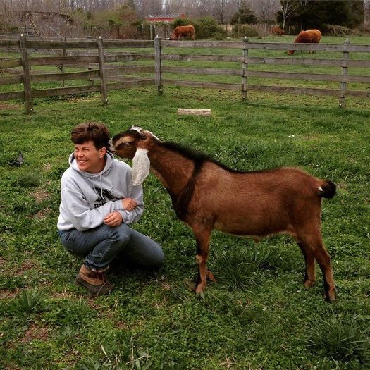 Anglo-Nubiana fidela