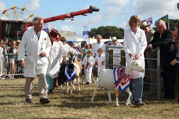 Caprele castigatoare