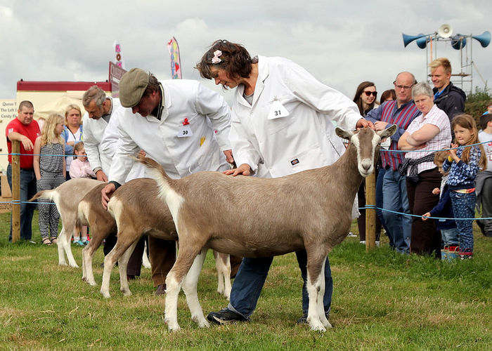 Tot Toggenburg la Expo