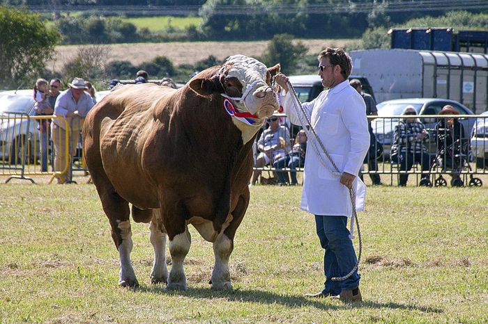 Taur mare de tot - RASE DE VACI DEOSEBITE