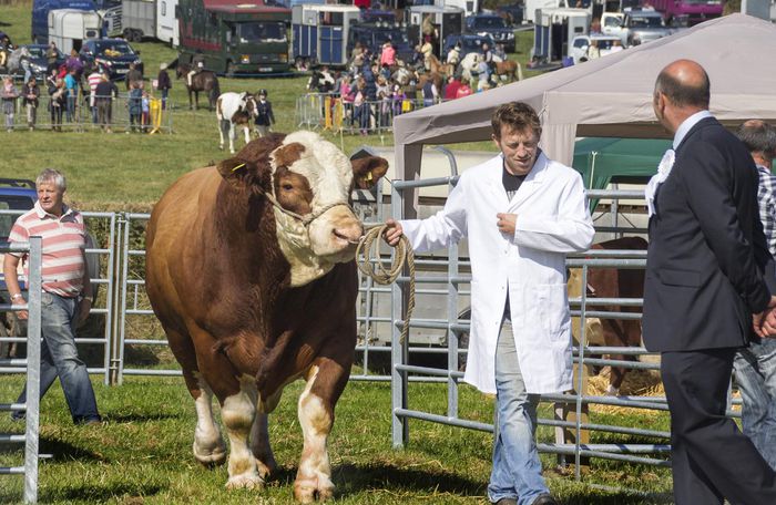 Taur Simmental - RASE DE VACI DEOSEBITE