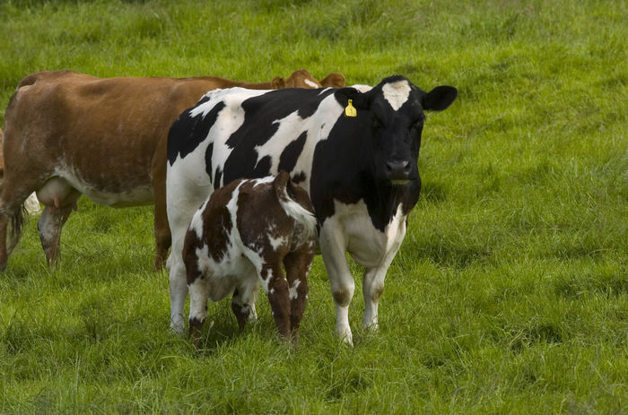 Vaca buna de lapte-8p - RASE DE VACI DEOSEBITE