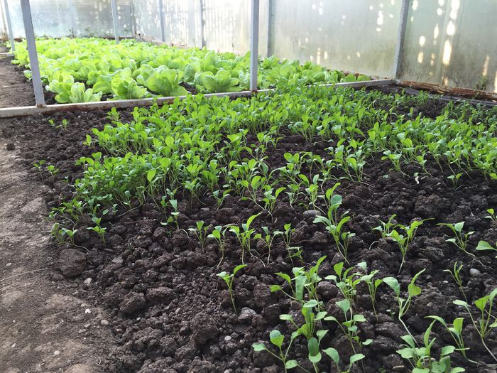 rucola - 0019 SERA construita in 2012