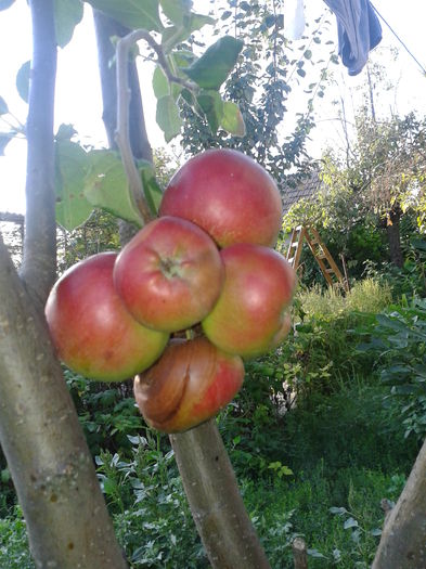 Fotografie0023 mere interesant crescute, 2015 (1)