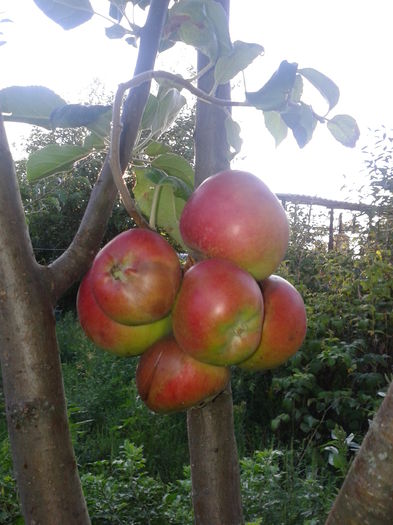 Fotografie0023 mere interesant crescute, 2015 (3)