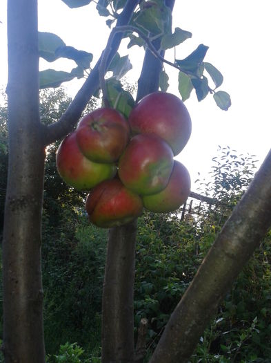 Fotografie0023 mere interesant crescute, 2015 (4)