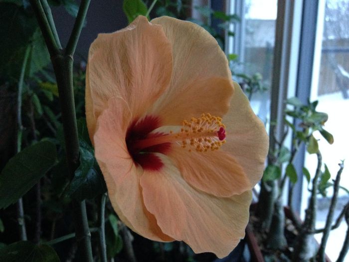 08 nov. 2015 - Hibiscus2015