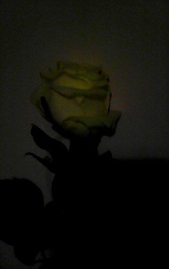 trandafir de la gabi