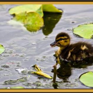 46319_c8a1a079ce582488ec0a42a1dee955d8_mdsq