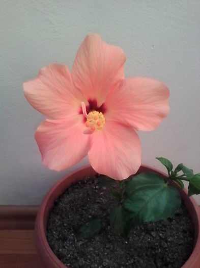 1447053398552 - Hibiscus Cairo Apricot