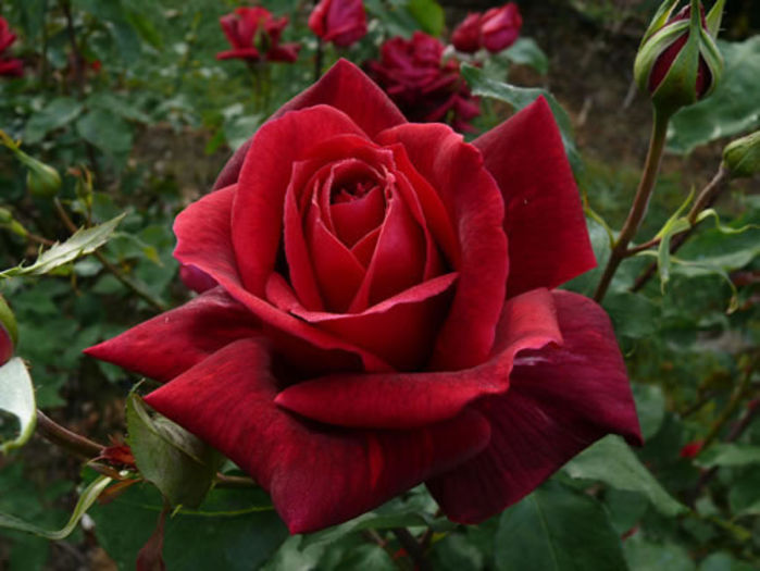 papa_meilland1 - Trandafiri nou sositi in gradina mea -Roses newcomers in my garden