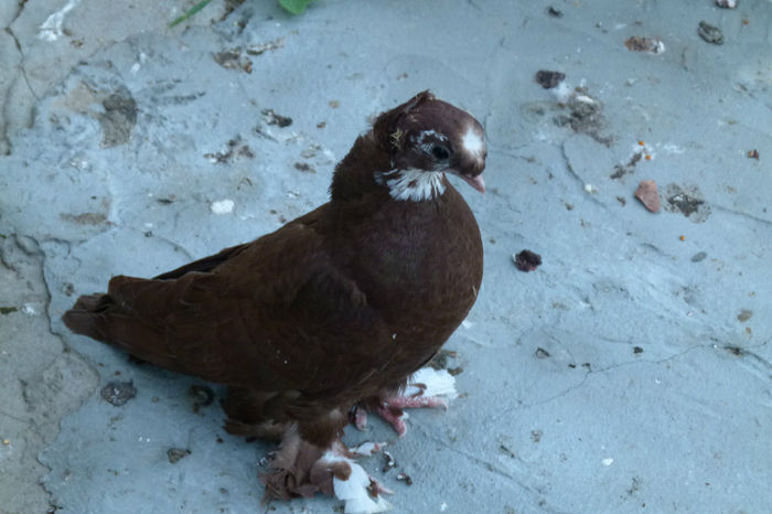 image (41) - Jucaror de blagodar