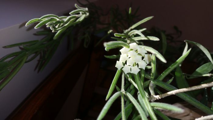 Hoya Linearis; Hoya Linearis
