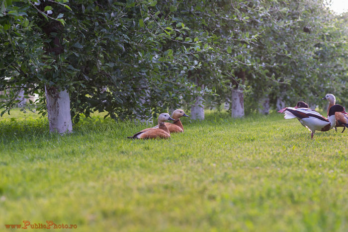 DSC_2670 - Califar - Rar in Romania