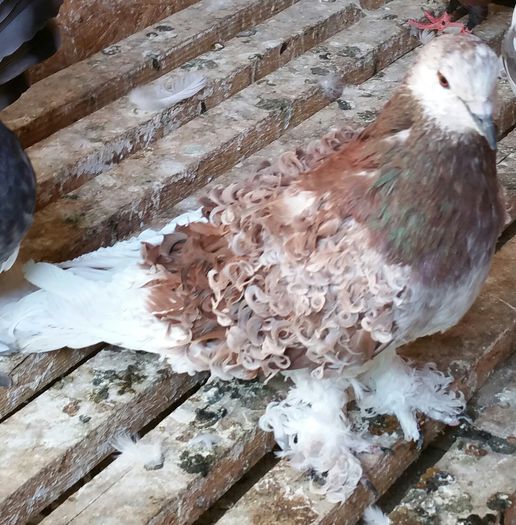 femela 2015 dnu Loghin jud.Suceava