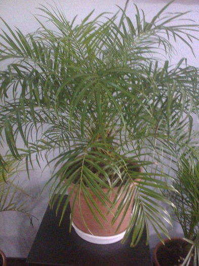 PHOENIX 7 ANI 150 lei