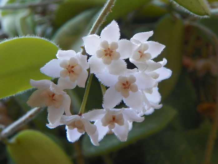 thomsonii - Hoya si altele