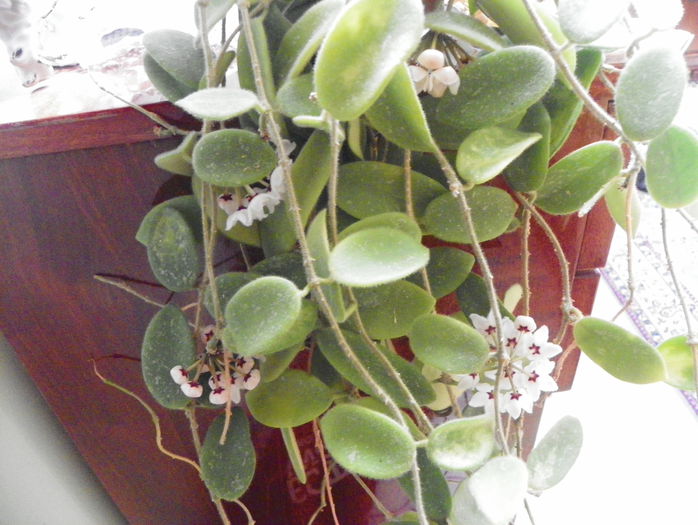thomsonii - Hoya si altele