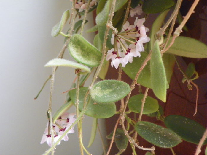 thomsonii - Hoya si altele