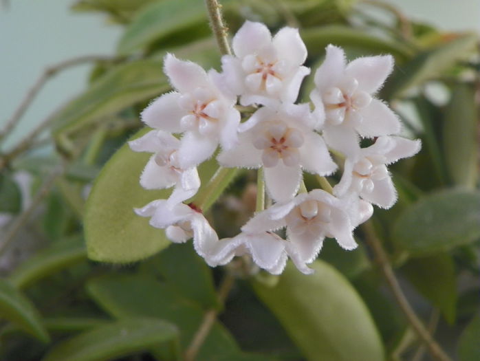 thomsonii - Hoya si altele