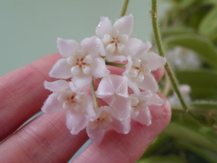 thomsonii - Hoya si altele