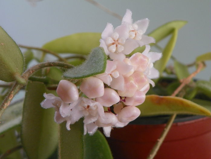 thomsonii - Hoya si altele