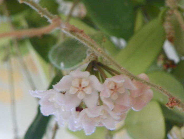 thomsonii - Hoya si altele