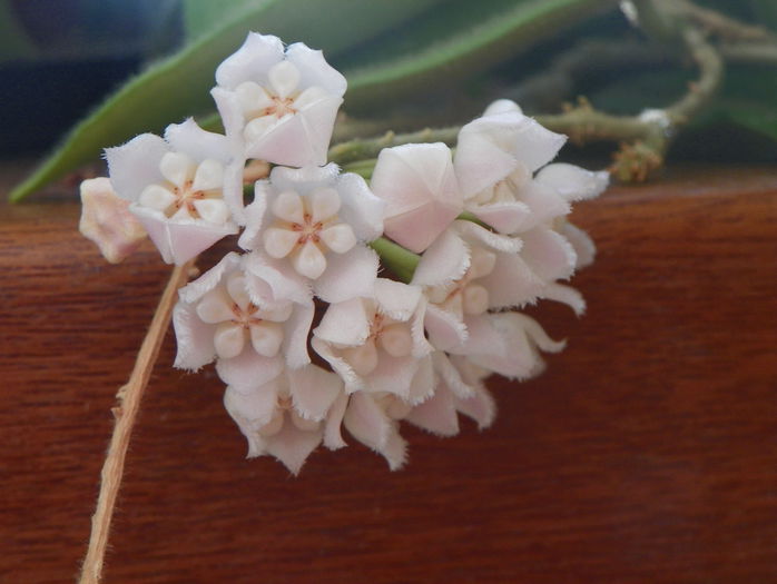 thomsonii - Hoya si altele