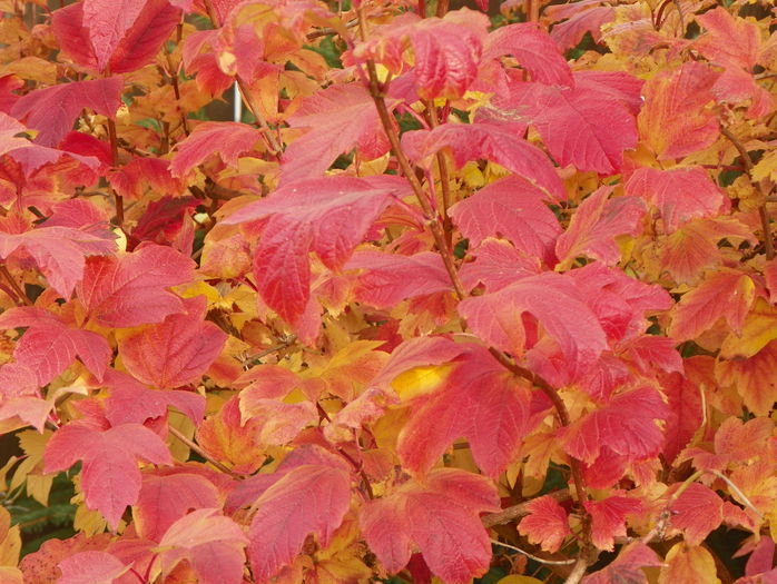 viburnum opulus roseum - Copacei si arbusti 2015